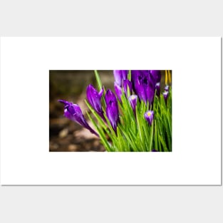 Spring Crocus 8 Posters and Art